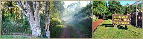 Parque Provincial Araucaria de San Pedro Misiones